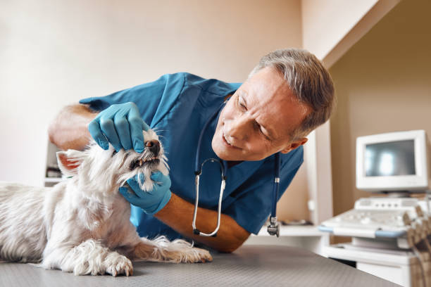 Best Emergency Root Canal Treatment in Keuka Park, NY